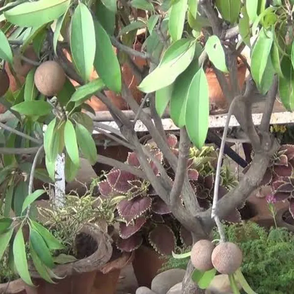 All_Time_Cricket_Ball_Chiku__Fruit_Plant_(Grafted)_Pack_Of_1