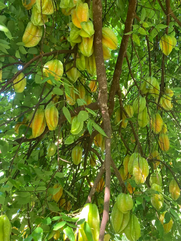 All_Time(Grafted)_Kamranga_/Star_Fruit_Hybrid_Plant_(Pack_Of_1)