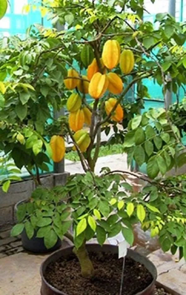All_Time(Grafted)_Kamranga_/Star_Fruit_Hybrid_Plant_(Pack_Of_1)