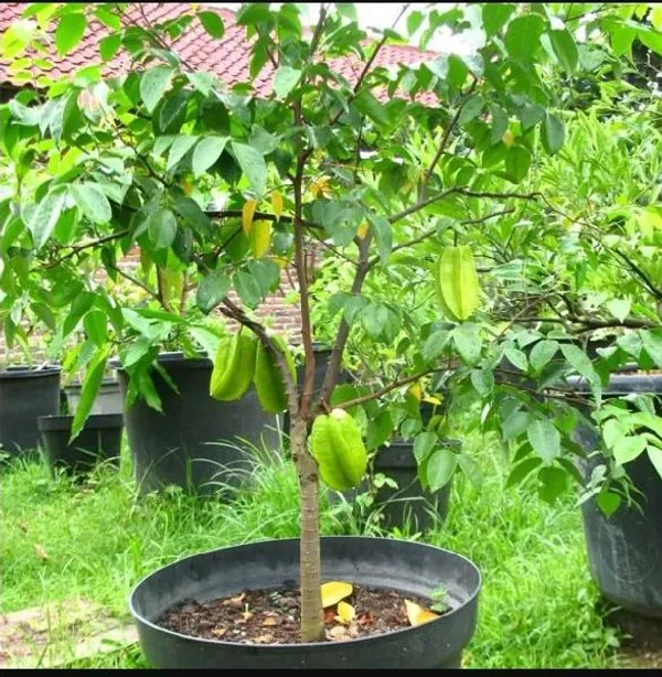 All_Time(Grafted)_Kamranga_/Star_Fruit_Hybrid_Plant_(Pack_Of_1)