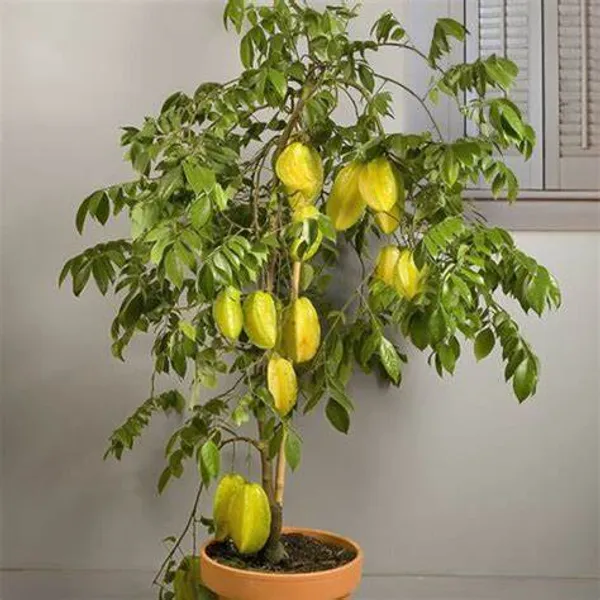 All_Time(Grafted)_Kamranga_/Star_Fruit_Hybrid_Plant_(Pack_Of_1)
