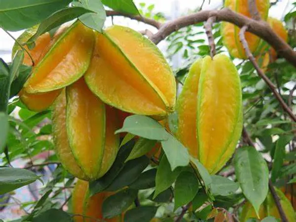 All_Time(Grafted)_Kamranga_/Star_Fruit_Hybrid_Plant_(Pack_Of_1)