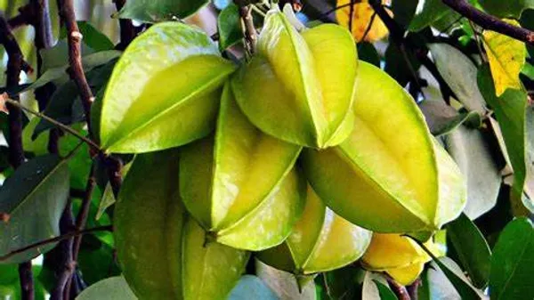 All_Time(Grafted)_Kamranga_/Star_Fruit_Hybrid_Plant_(Pack_Of_1)