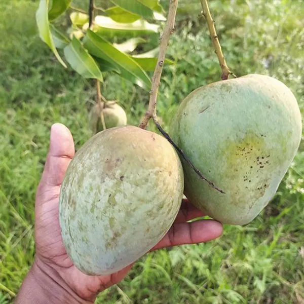 All_Time_Hybrid_Gfafted_Mango_Plant