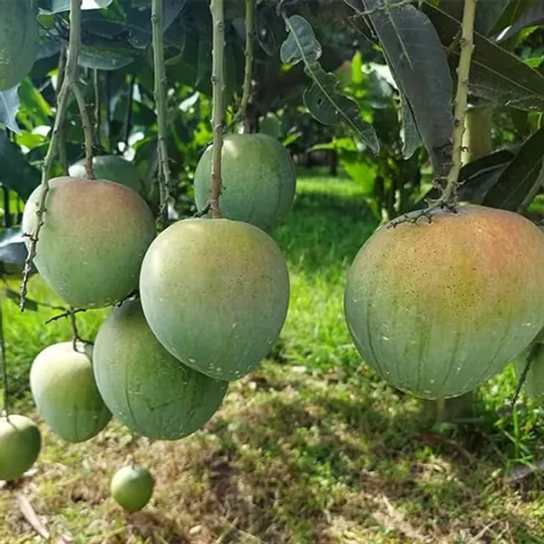 All_Time_Hybrid_Gfafted_Mango_Plant