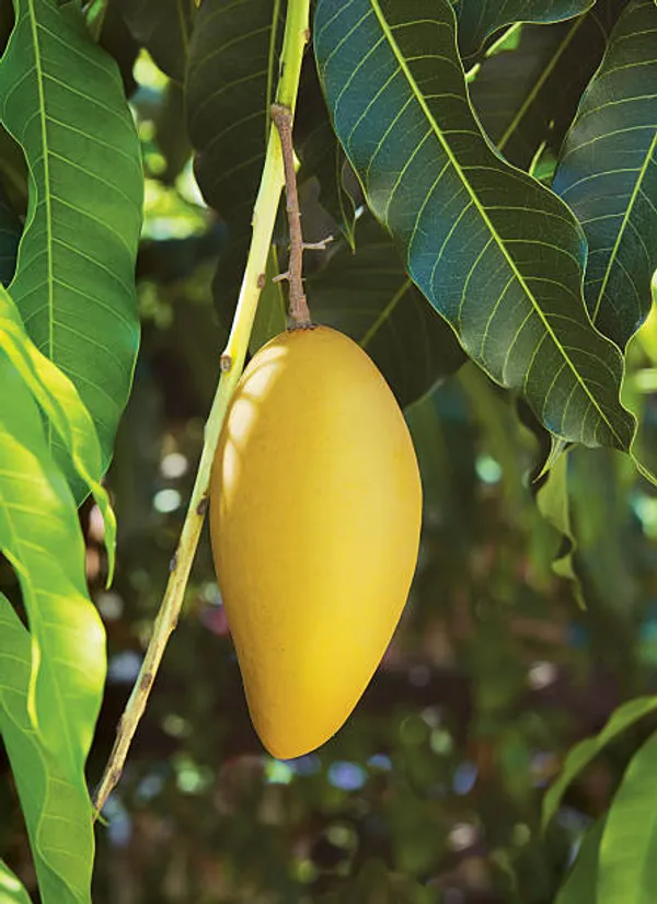 Alphonso_Hybrid_&_Healthy_Mango_Fruit_Plant_(Grafted,_Pack_Of_1)