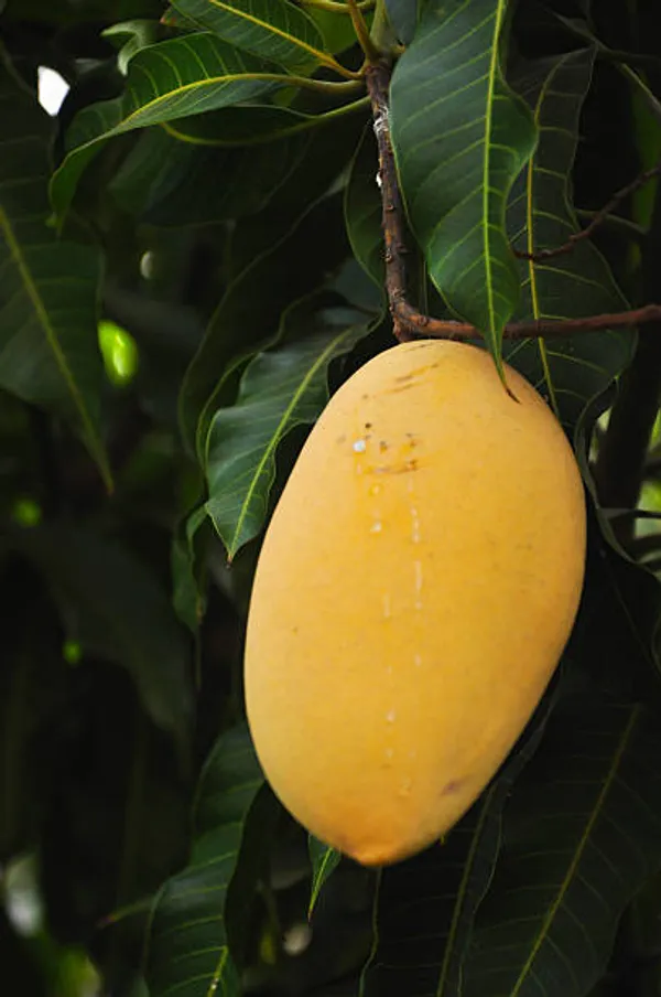 Alphonso_Hybrid_&_Healthy_Mango_Fruit_Plant_(Grafted,_Pack_Of_1)