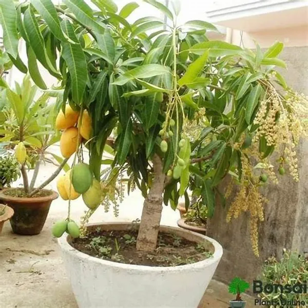 Alphonso_Hybrid_&_Healthy_Mango_Fruit_Plant_(Grafted,_Pack_Of_1)