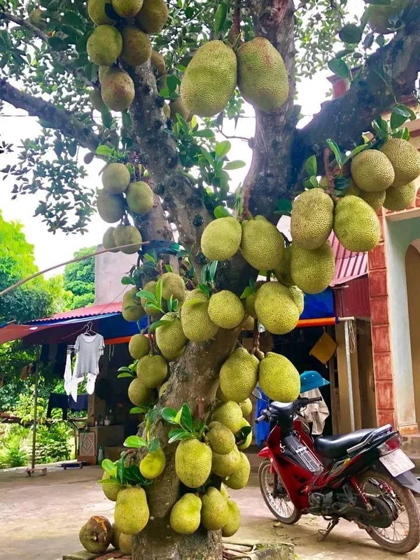 All_Time_Jack_fruit_Plant_Grafted