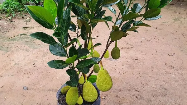 All_Time_Jack_fruit_Plant_Grafted