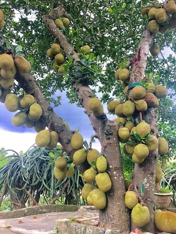 All_Time_Jack_fruit_Plant_Grafted