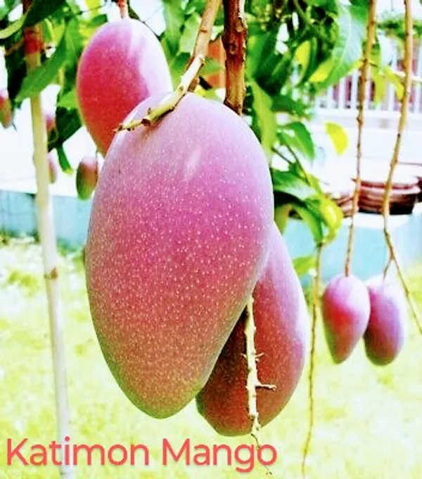 Thai_All_Time_Catimon_Mango_Hybrid_Grafted_Plant