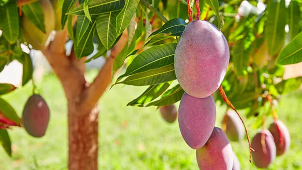 New_Variety_Red_All_Time_Mango_Fruit_(Grafted)_1.5-3.5_Ft_Plant_(Pack_Of_1)