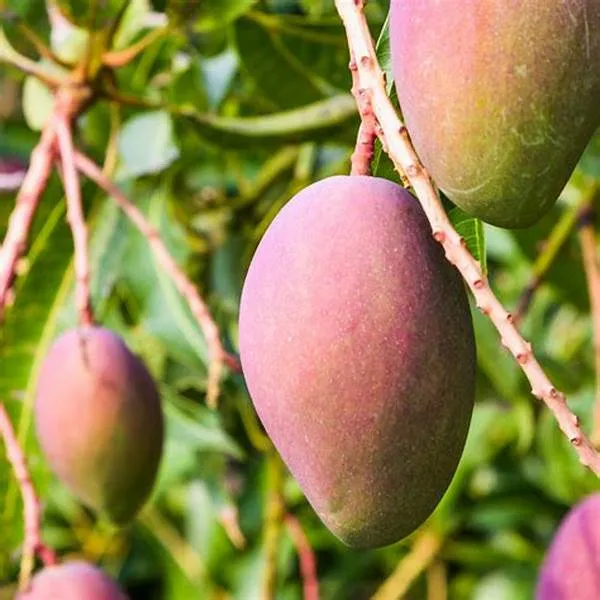 New_Variety_Red_All_Time_Mango_Fruit_(Grafted)_1.5-3.5_Ft_Plant_(Pack_Of_1)