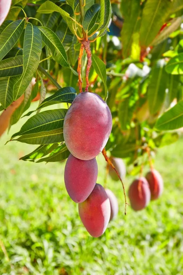 New_Variety_Red_All_Time_Mango_Fruit_(Grafted)_1.5-3.5_Ft_Plant_(Pack_Of_1)