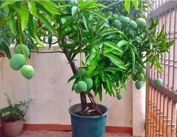 All_Time_Mango_Hybrid_Grafted_Fruit_Plant