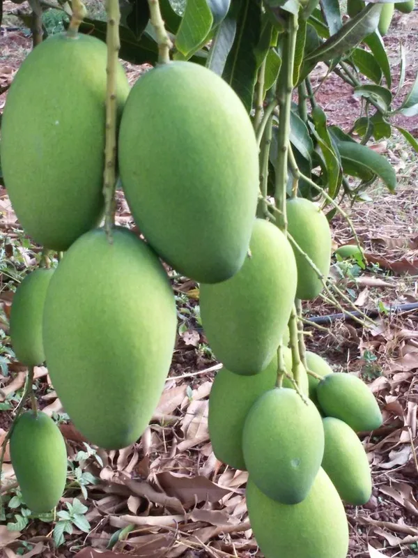 All_Time_Mango_Plant_(Pack_Of_1)