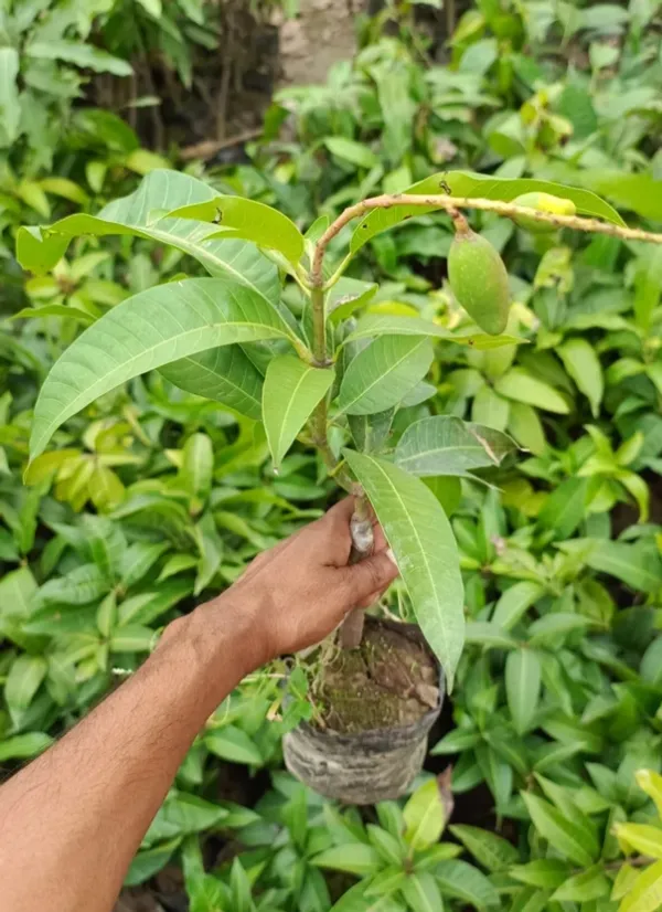 All_Time_Mango_Thi_Hybrid_Grafted_Plant