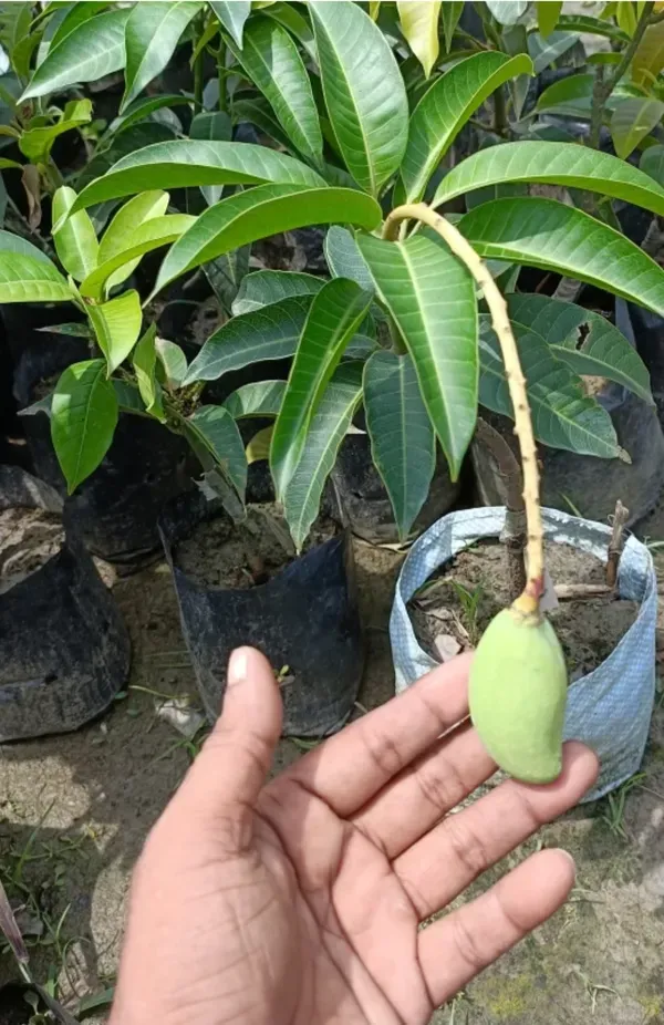 All_Time_Mango_Thi_Hybrid_Grafted_Plant