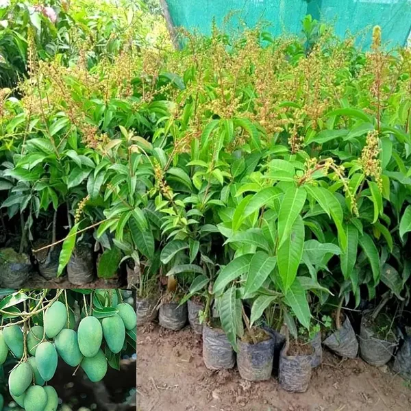 All_Time_Mango_|_Baramasi_Mango_Plant_|_Hybrid_And_Grafted_Plant_(_Pack_Of_1_)