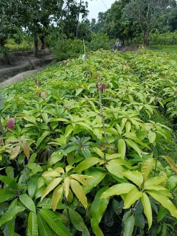 All_Time_Mango_|_Baramasi_Mango_Plant_|_Hybrid_And_Grafted_Plant_(_Pack_Of_1_)
