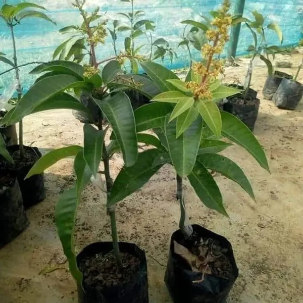 All_Time_Mango_|_Baramasi_Mango_Plant_|_Hybrid_And_Grafted_Plant_(_Pack_Of_1_)
