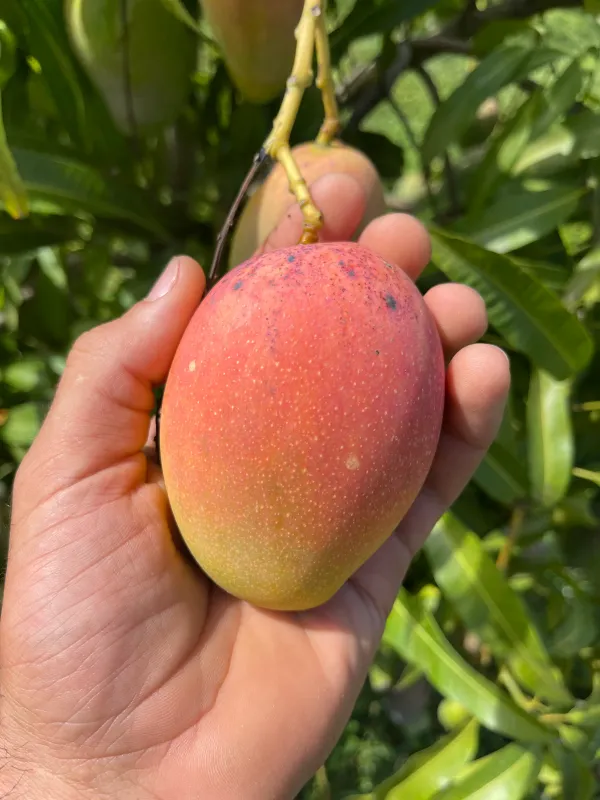 All_Time_Manilita_(Grafted)_Mango_Fruit_Plant_(Pack_Of_1)