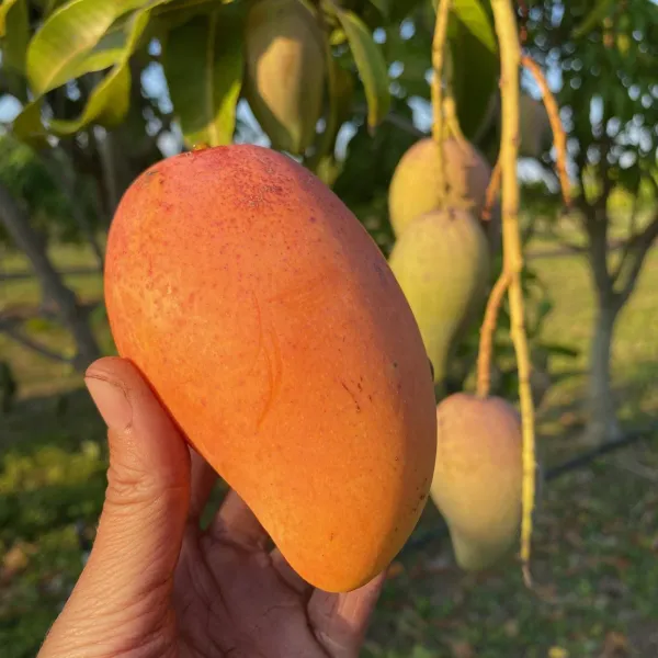 All_Time_Manilita_(Grafted)_Mango_Fruit_Plant_(Pack_Of_1)