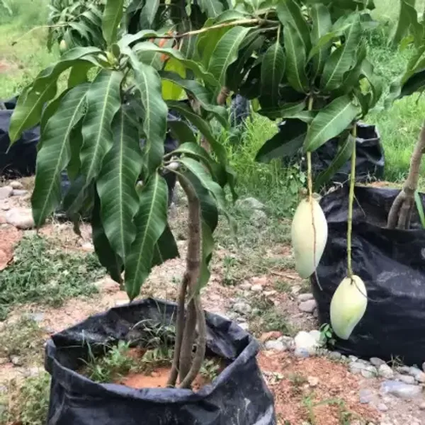 All_Time_Manilita_(Grafted)_Mango_Fruit_Plant_(Pack_Of_1)