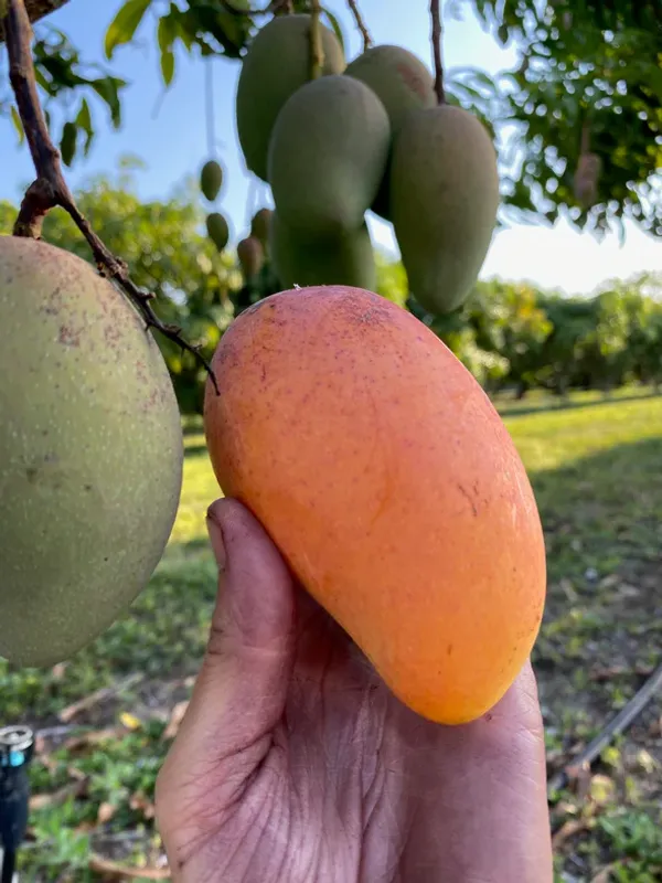 All_Time_Manilita_(Grafted)_Mango_Fruit_Plant_(Pack_Of_1)