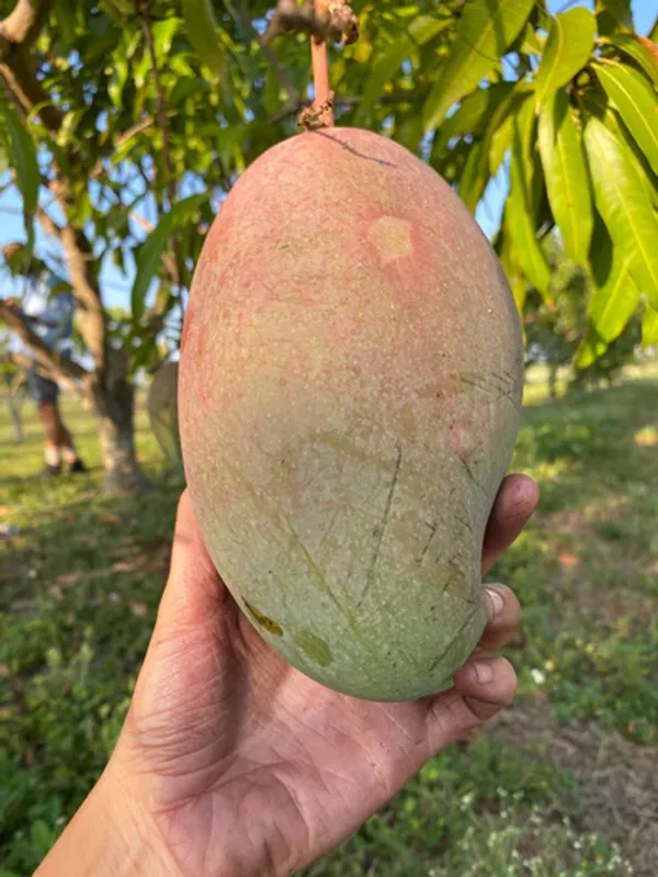 All_Time_Manilita_(Grafted)_Mango_Fruit_Plant_(Pack_Of_1)