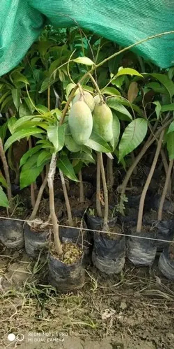All_Time_Manilita_(Grafted)_Mango_Fruit_Plant_(Pack_Of_1)