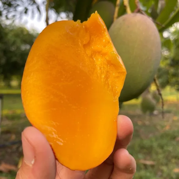 All_Time_Manilita_(Grafted)_Mango_Fruit_Plant_(Pack_Of_1)