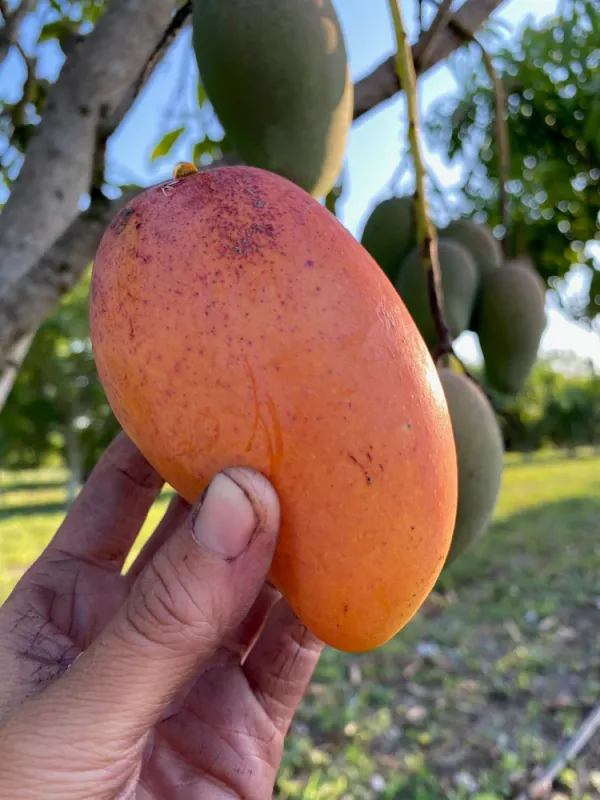 All_Time_Manilita_(Grafted)_Mango_Fruit_Plant_(Pack_Of_1)
