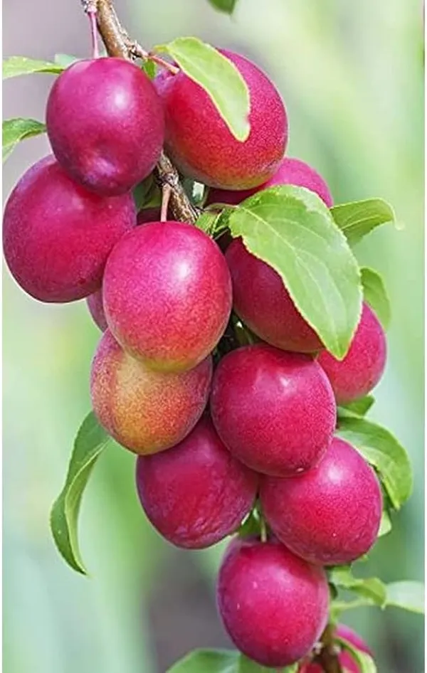 All_Time_Miss_India_Apple_Ber_Plant_(Pack_Of_1)