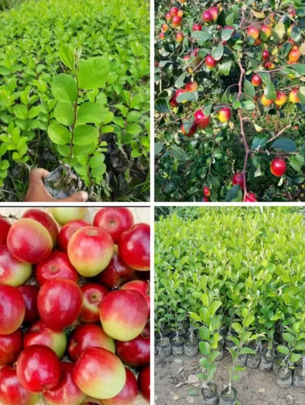 All_Time_Miss_India_Apple_Ber_Plant_(Pack_Of_1)