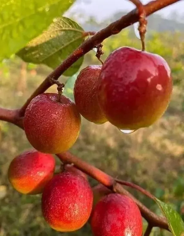 All_Time_Miss_India_Apple_Ber_Plant_(Pack_Of_1)