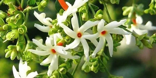 All_Time_Parijat_Night_Flowering_Jasmine__Plant