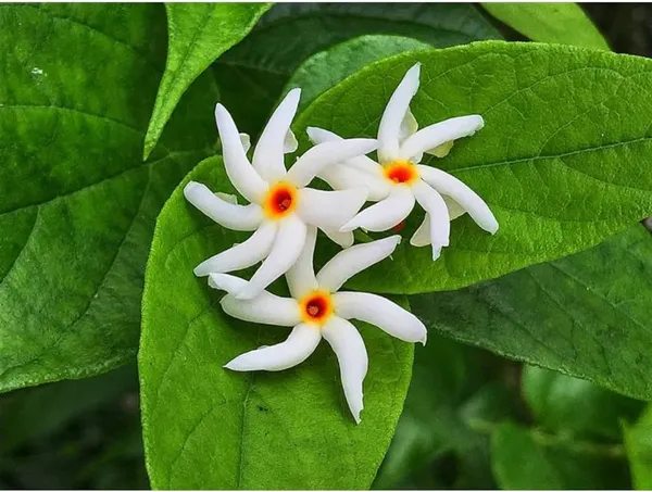 All_Time_Parijat_Night_Flowering_Jasmine__Plant