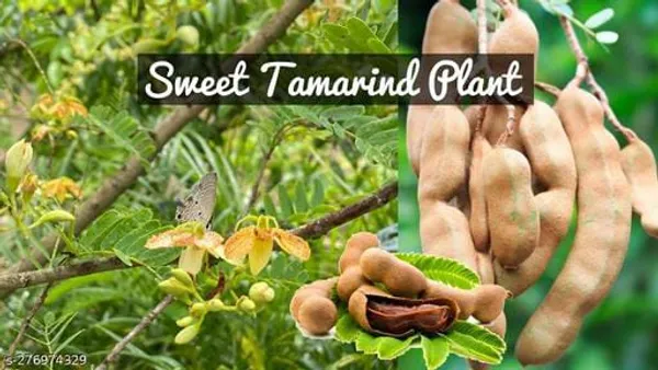 All_Time_Sweet_Tamarind_Plant_(1.5-3_Feet_Height_Pack_Of_1)