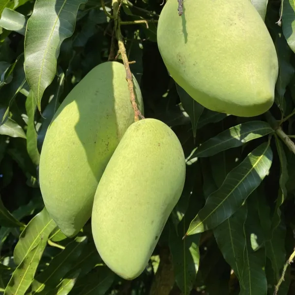 All_Time_(Grafted)_Mango_Fruit_Plant_(Hybrid,_Pack_Of_1)
