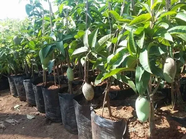 All_Time_(Grafted)_Mango_Fruit_Plant_(Hybrid,_Pack_Of_1)