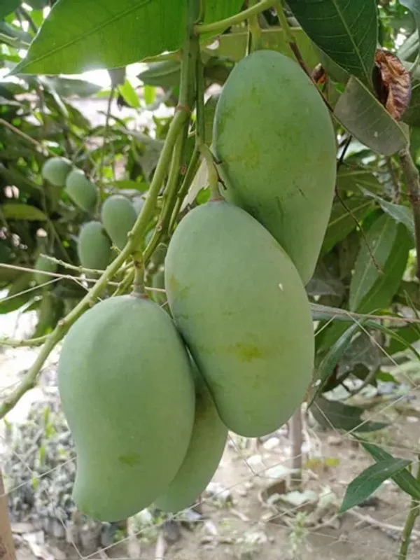 All_Time_(Grafted)_Mango_Fruit_Plant_(Hybrid,_Pack_Of_1)