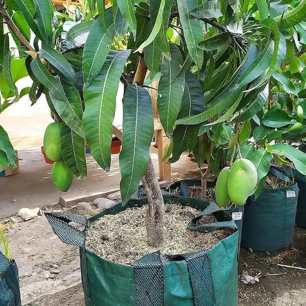All_Time_(Grafted)_Mango_Fruit_Plant_&_Tree_For_Home_Gardening_1.5-3.5_Ft_(Hybrid,_Pack_Of_1)