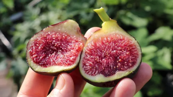 All_time_Hybrid_Fig_Plant_(Pack_Of_1)
