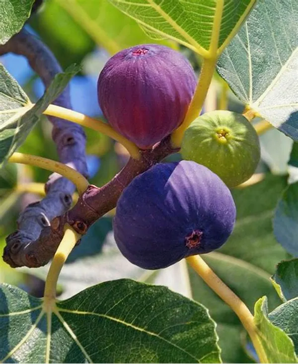 All_time_Hybrid_Fig_Plant_(Pack_Of_1)