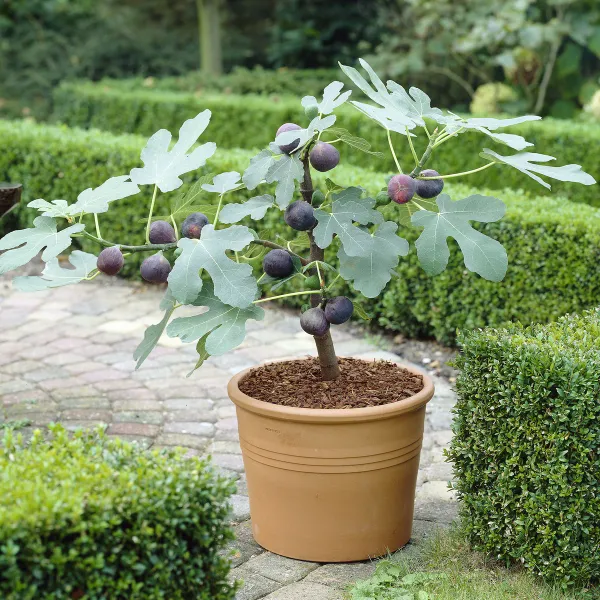 All_time_Hybrid_Fig_Plant_(Pack_Of_1)