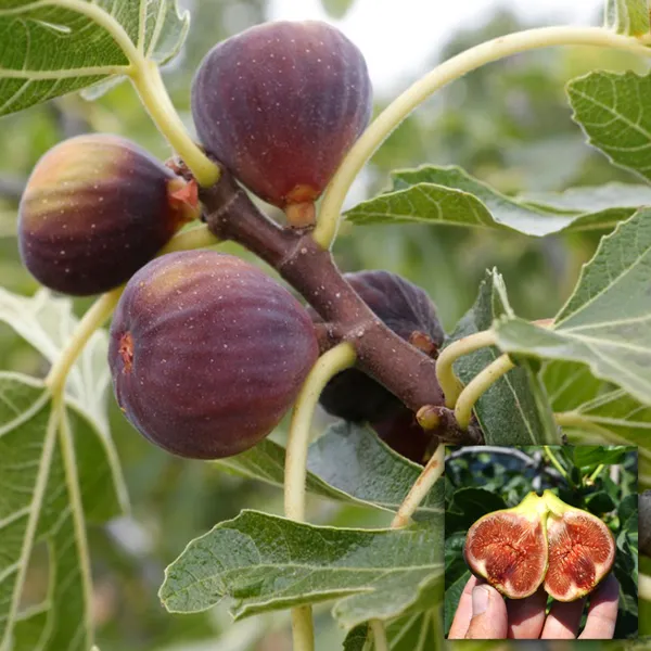 All_time_Hybrid_Fig_Plant_(Pack_Of_1)