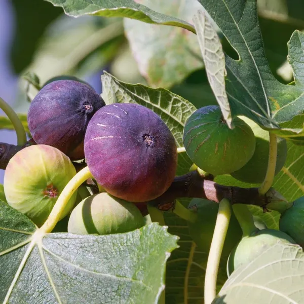 All_time_Hybrid_Fig_Plant_(Pack_Of_1)