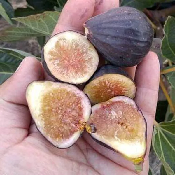 All_time_Hybrid_Fig_Plant_(Pack_Of_1)